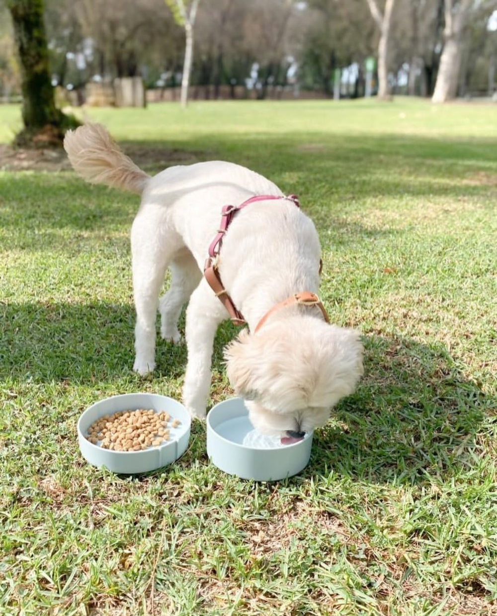 Barkin’ Trails BPA-free plastic for safe outdoor use.