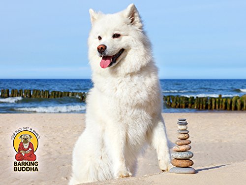 Barking Buddha Beef Cheek Rolls no-hide alternative—long-lasting chew for strong chewers.