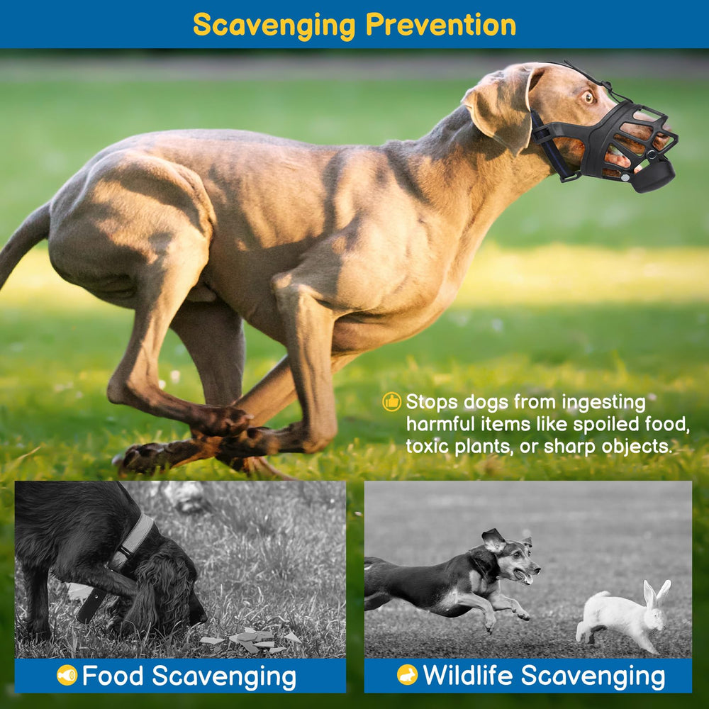 BARKLESS Basket Muzzle used in acclimatization training with treats.