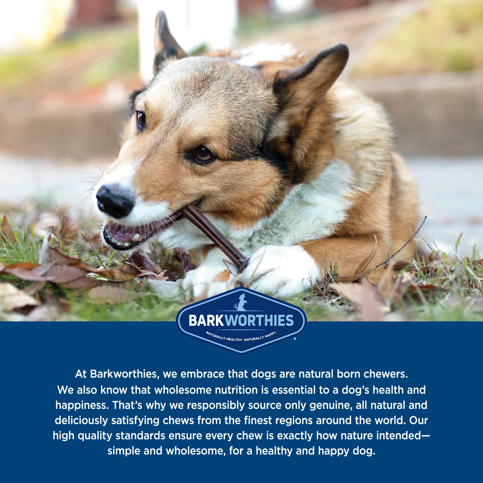 Barkworthies Collagen Sticks 6inch usage scene demonstrates convenient treat for rewards