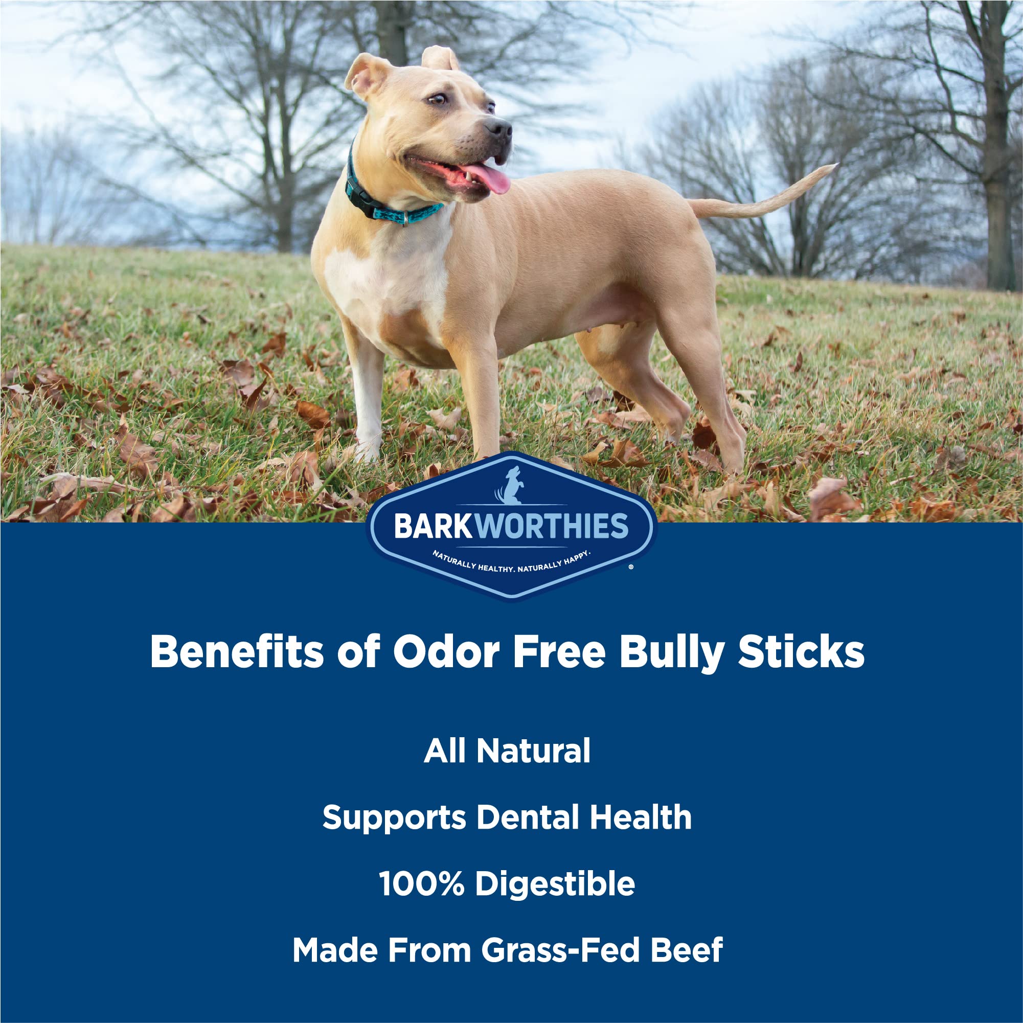 Barkworthies odor-free bully-stick 6-inch dog-chewing action demonstrates long-lasting entertainment.