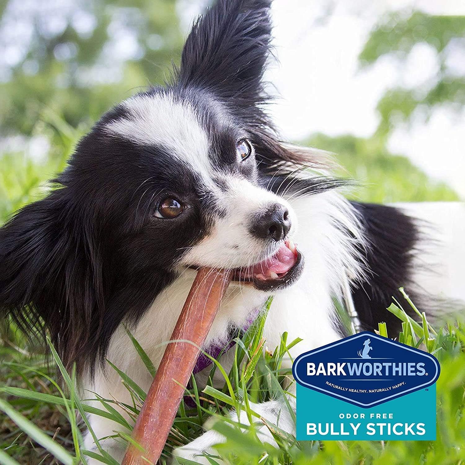 A great gift idea for dog lovers and dog birthday celebrations.