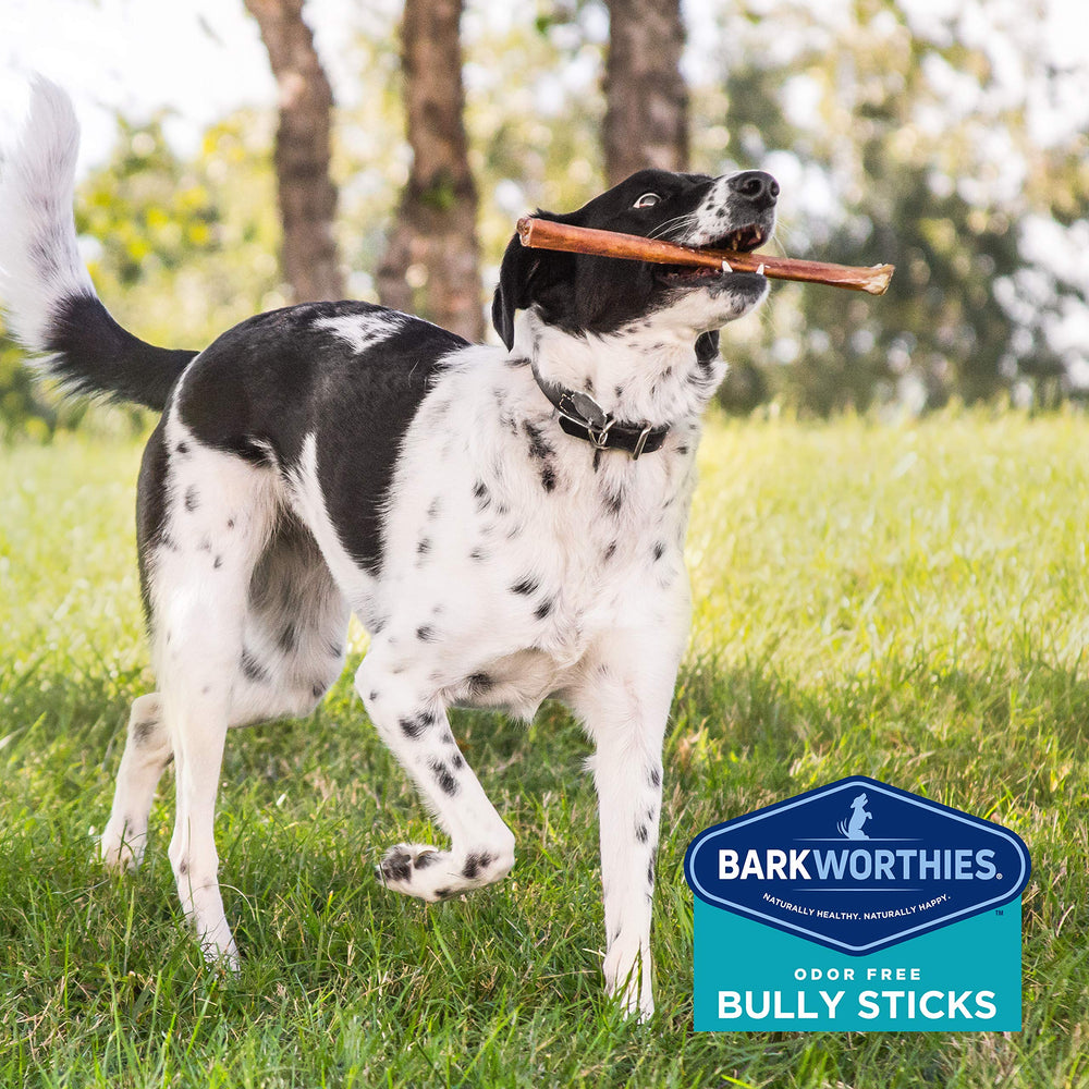 Barkworthies OdorFree Bully Stick resting on floor during chew session