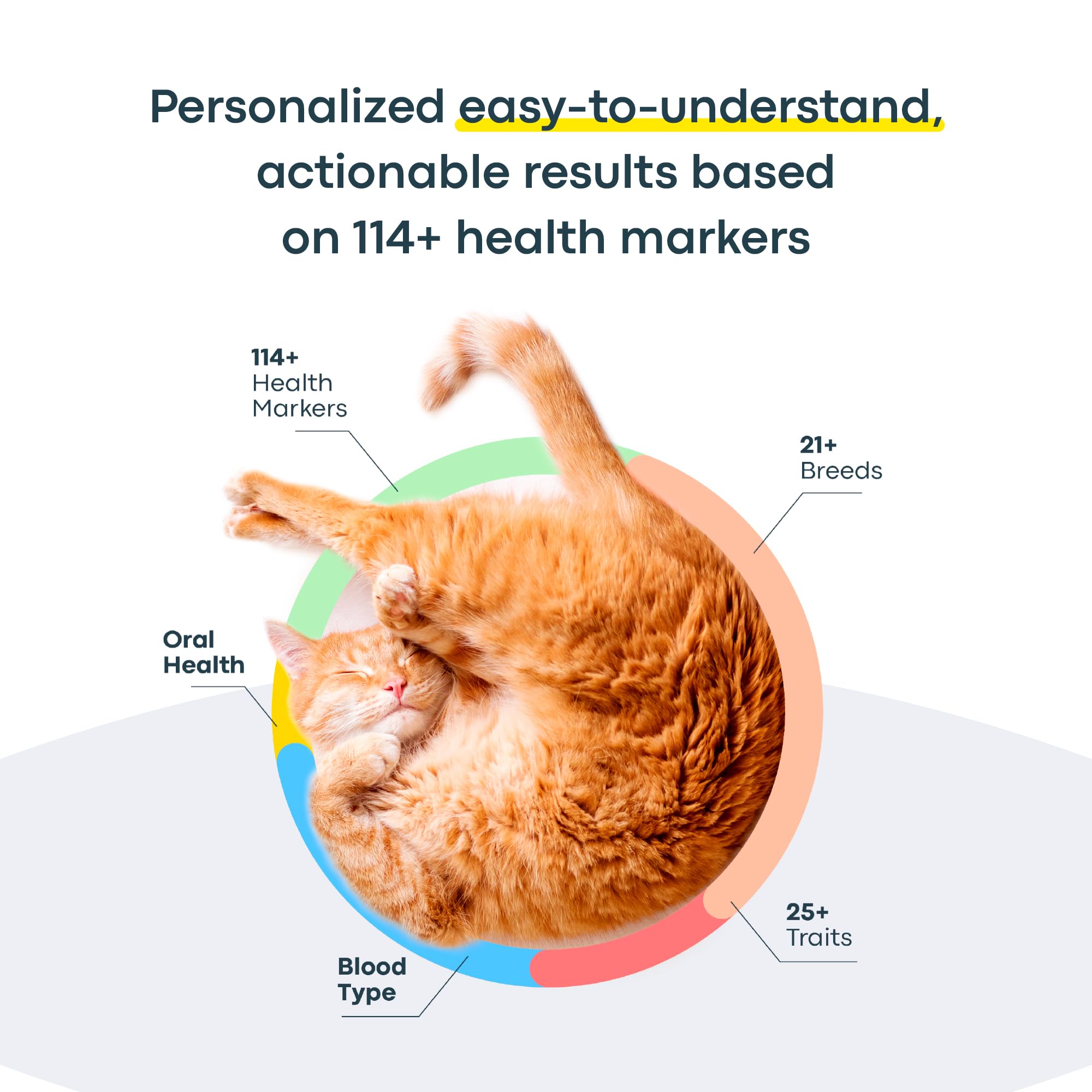 Basepaws Cat DNA Report breed insights section highlights breed composition and trait markers.