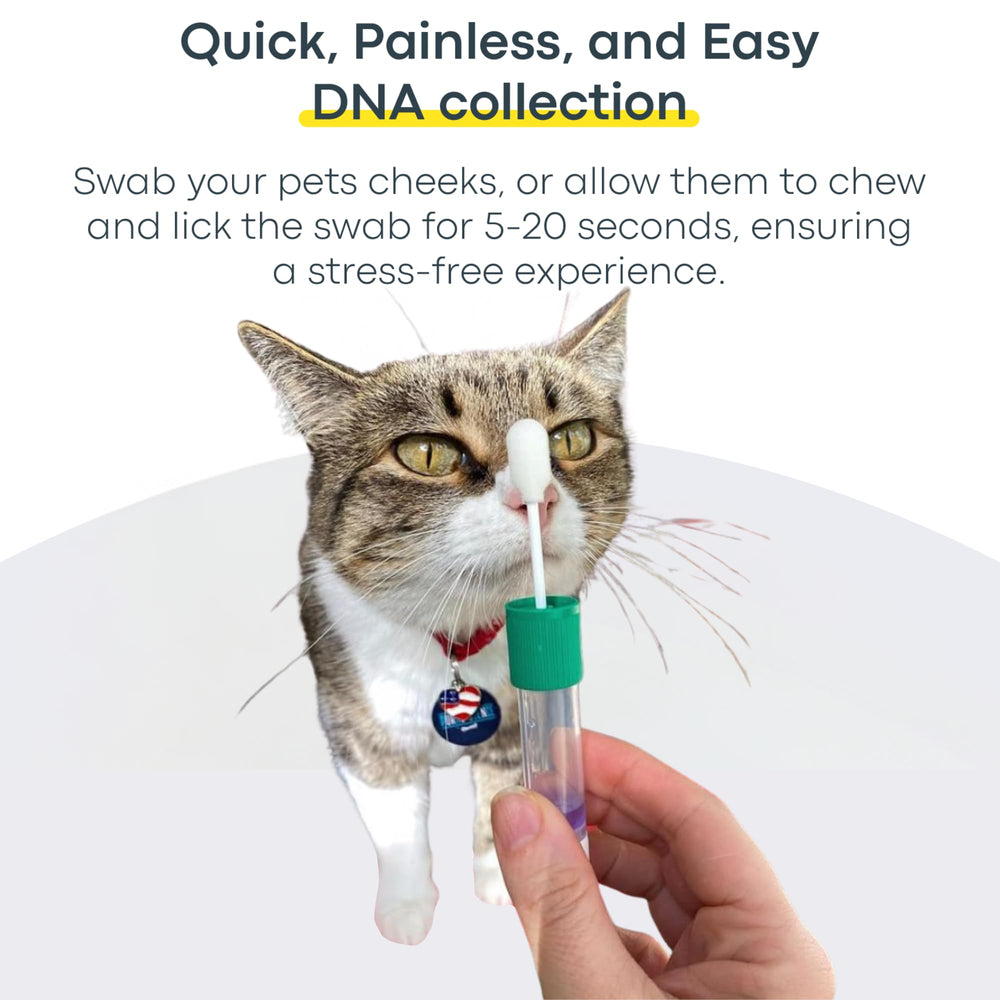 Basepaws cat DNA test kit lab analysis highlights comprehensive genetic profiling
