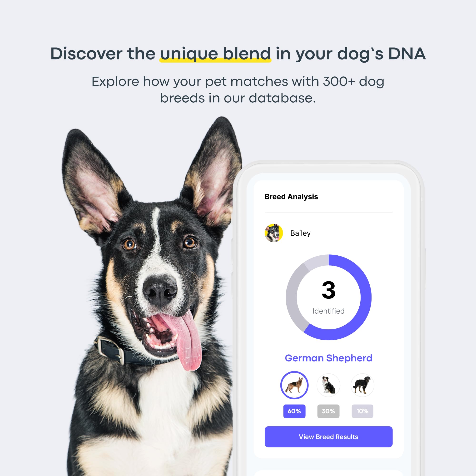 Basepaws dog DNA kit lab analysis shows genetic screening progress