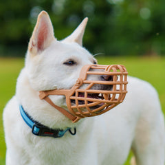 Guard insert visible on Baskerville muzzle to reduce scavenging during outdoor walks