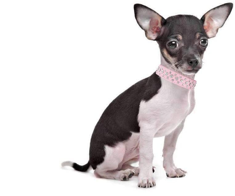 Bbmmayy adjustable collar laid flat to show size options for pets