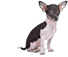 Bbmmayy adjustable collar laid flat to show size options for pets