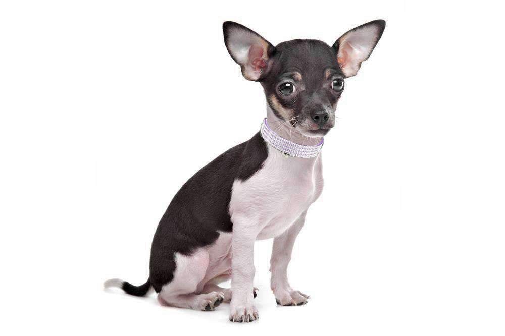 Bbmmayy cat collar with bell helps locate your pet during outdoor adventures.