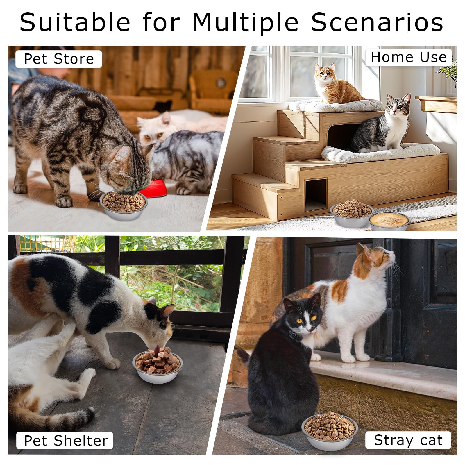 BeaAiwa pet-feeding-station-setup illustrates organized multi-pet feeding.