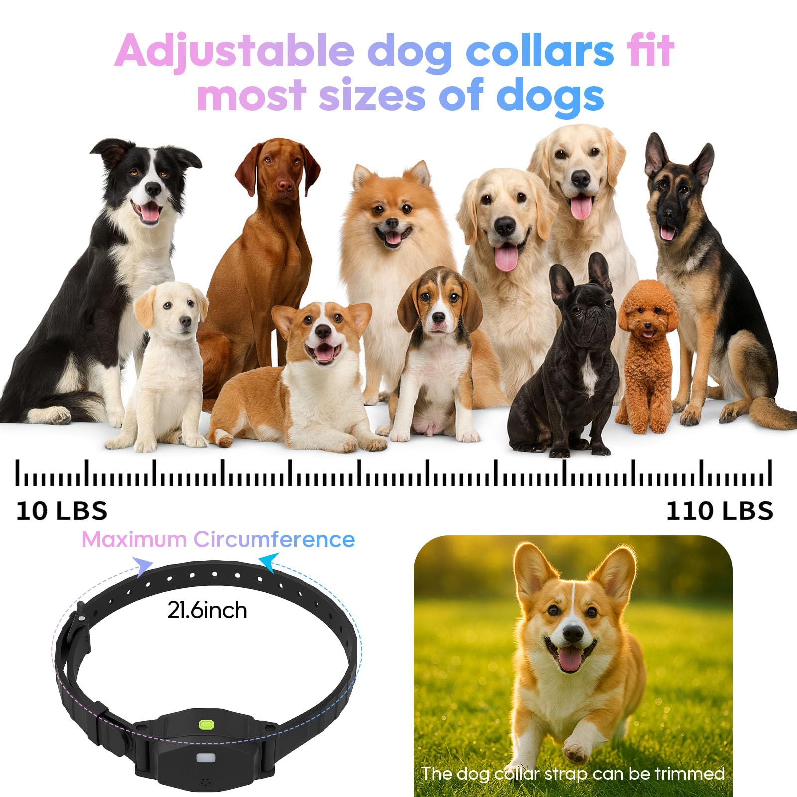 Beatails two-dogs system visualizing shared safety features