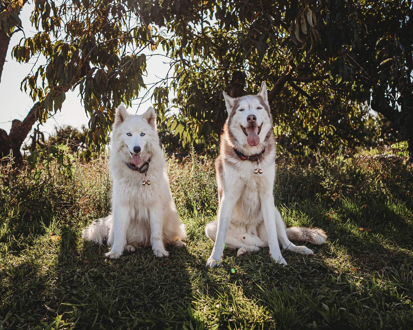 Beau's Bells family-owned brand with lifetime support for pet owners