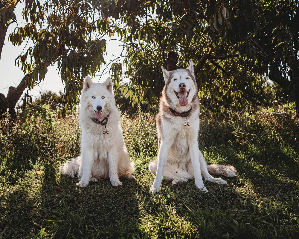 Beau's Bells family-owned brand with lifetime support for pet owners
