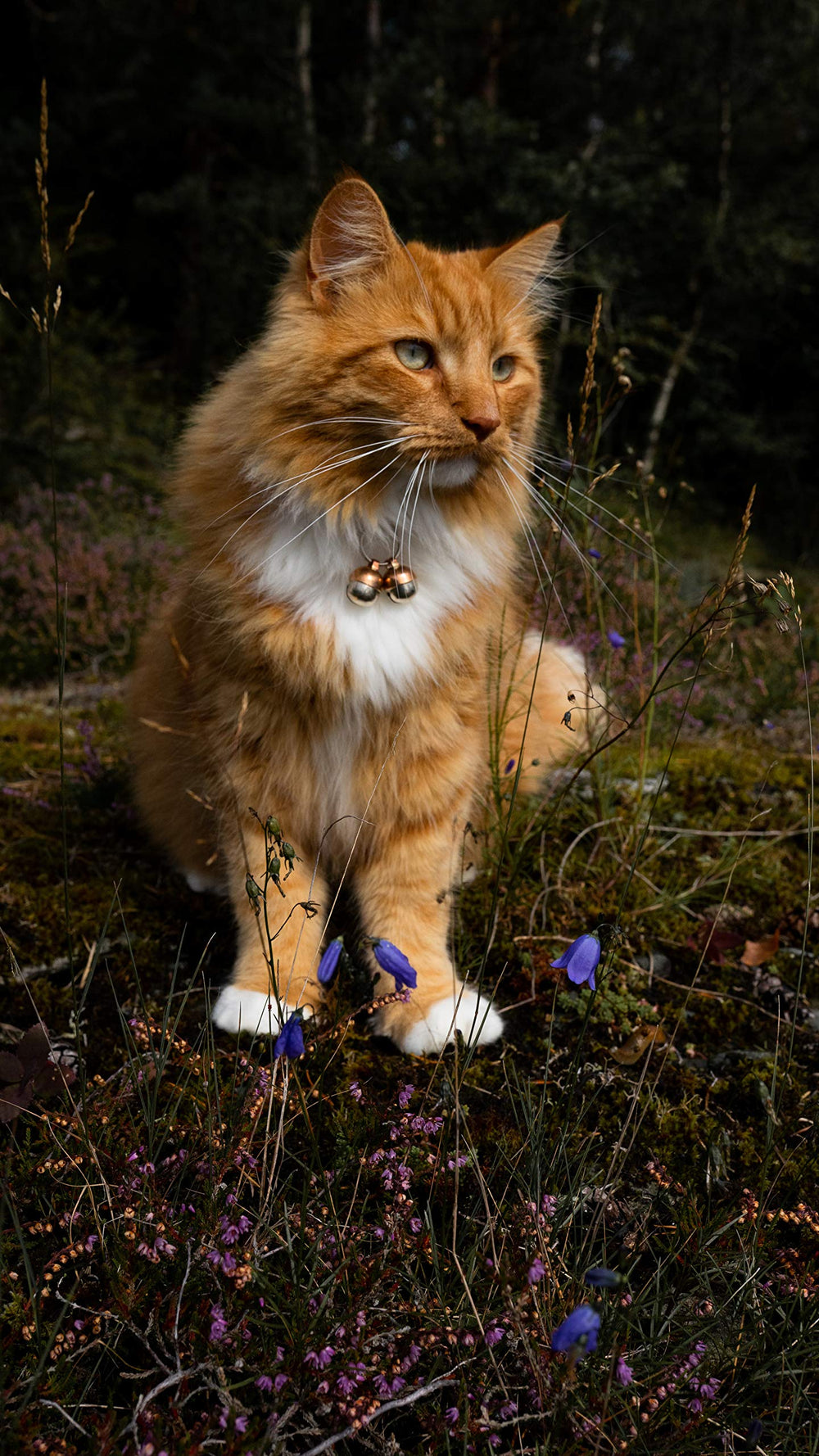 Beau's Bells on a small cat collar demonstrates discreet wear for quick monitoring.