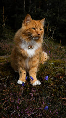 Beau's Bells on a small cat collar demonstrates discreet wear for quick monitoring.
