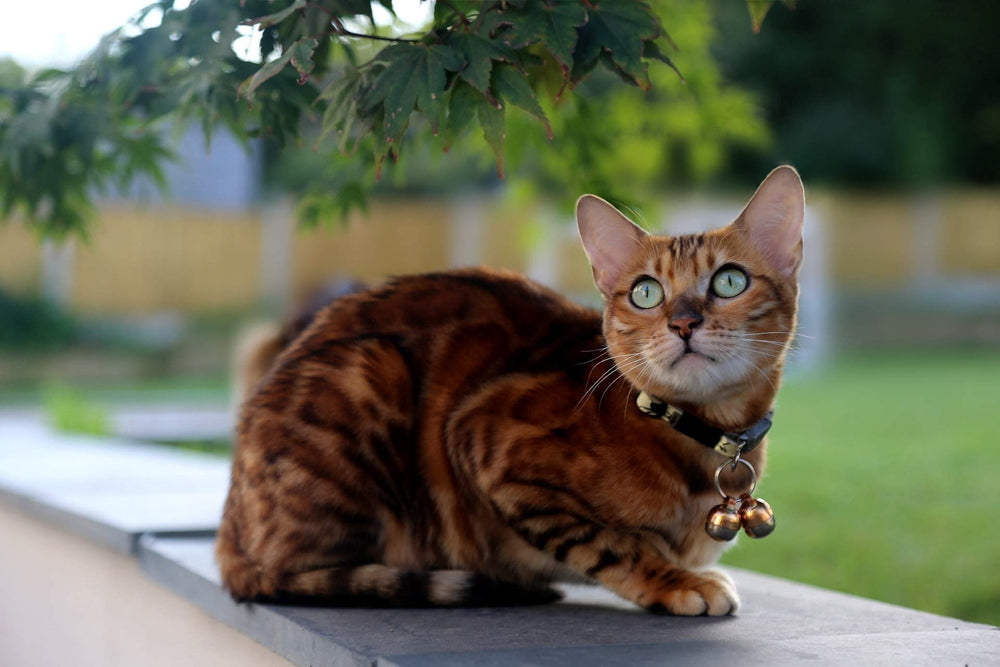 Beau's Bells stainless-steel clapper detail emphasizes reliable pet tracking.