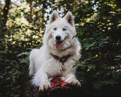 Beau's Bells wildlife protection in action for safer outdoor time