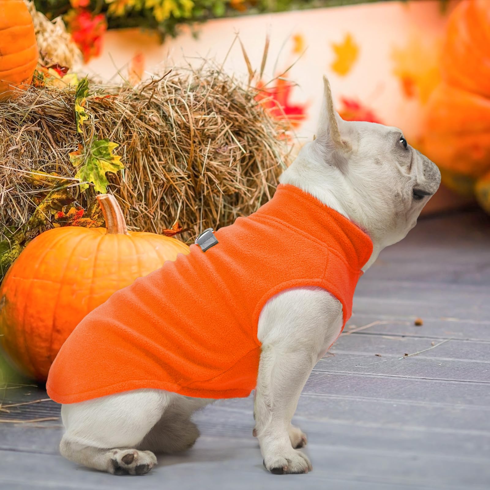 BEAUTYZOO dog wearing vest on a walk demonstrates comfortable outer layer