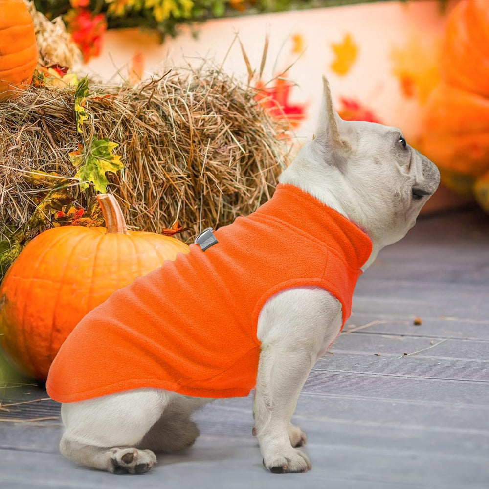 BEAUTYZOO dog wearing vest on a walk demonstrates comfortable outer layer