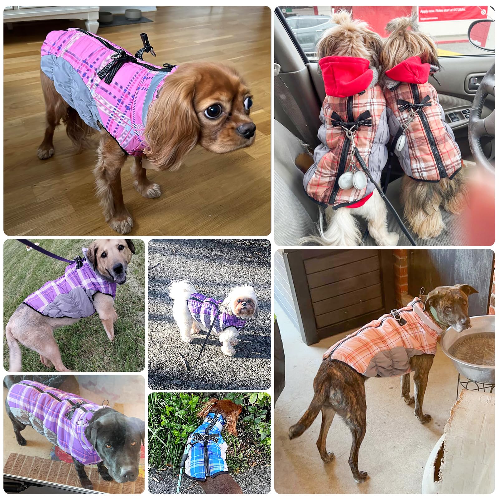 BEAUTYZOO xs dog coat on a small breed with snug fit insulation