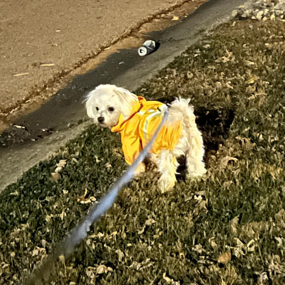 BEAUTYZOO size-chart guide image illustrates proper fit for growing dogs