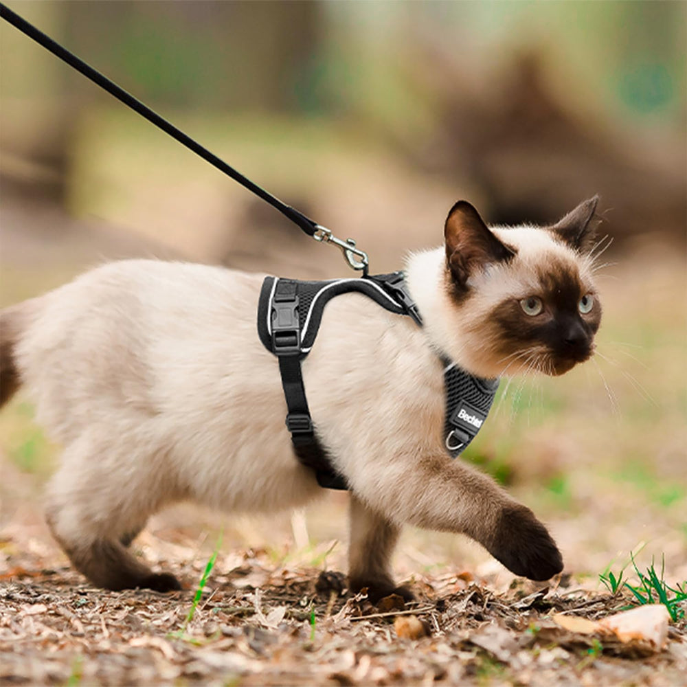 BECHTEL cat harness walking usage for daily strolling, vet trips, or grooming visits
