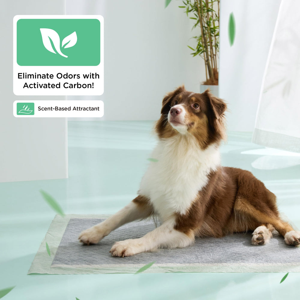 Bedsure pad with scent attractant guides puppies to the pad during training