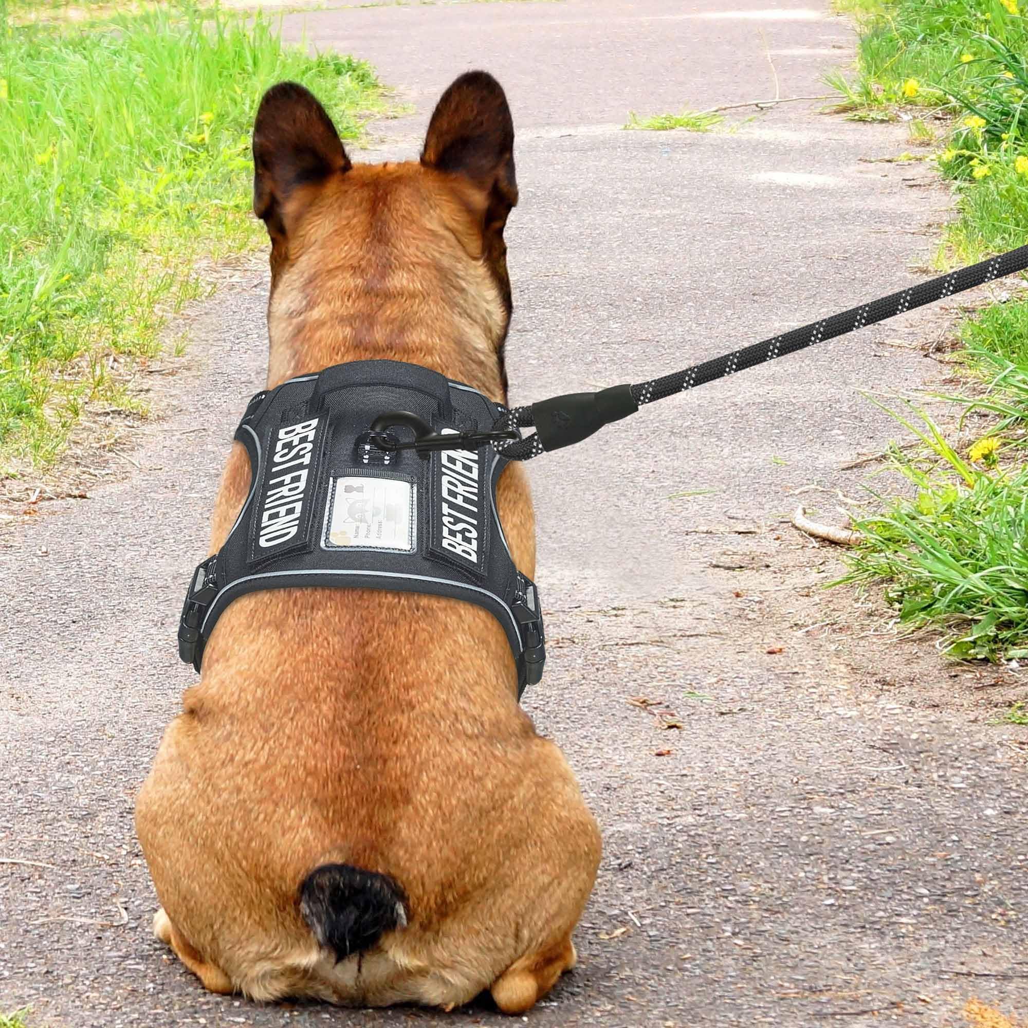 Beebiepet four-point adjustable harness ensuring snug fit and easy wear.