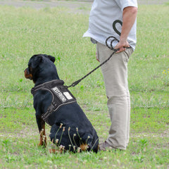 Beebiepet heavy-duty harness, chest adjustment view highlights four-point fit for comfortable control