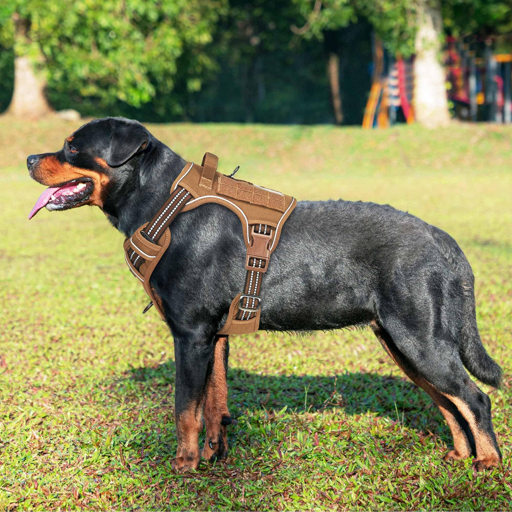 Beebiepet harness side with Molle strips for gear-ready walking and training.