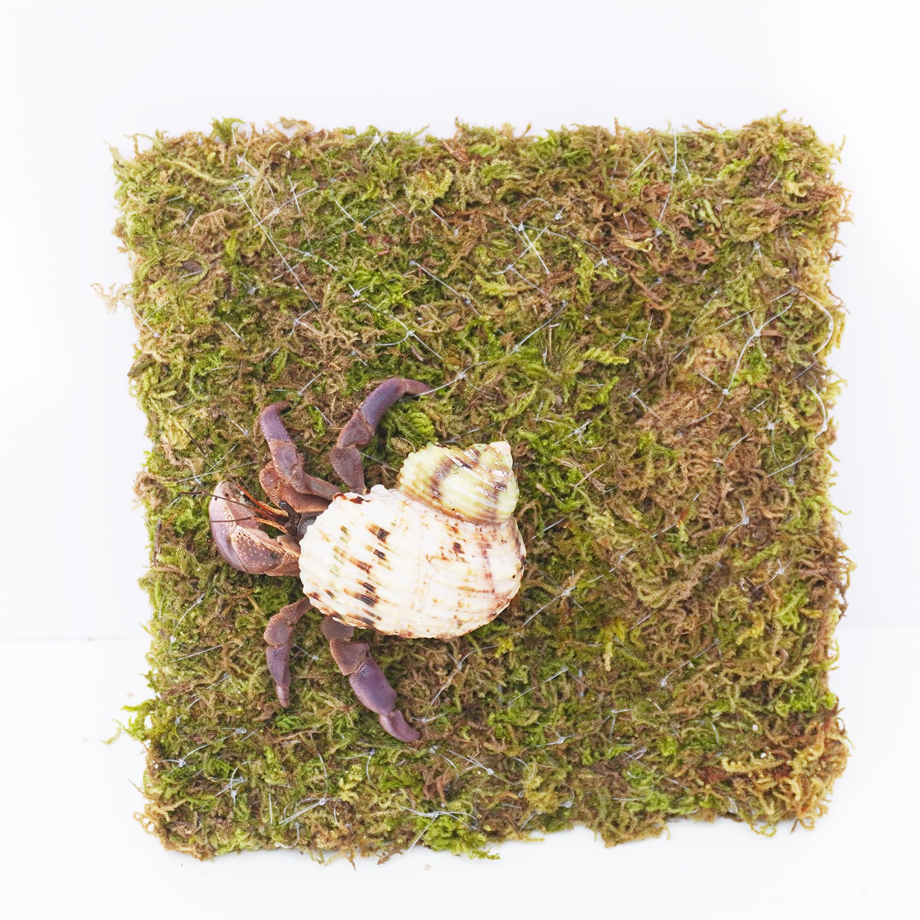 Begeterday 6 Inch Hermit Crab Climbing Wall assembly view shows easy setup
