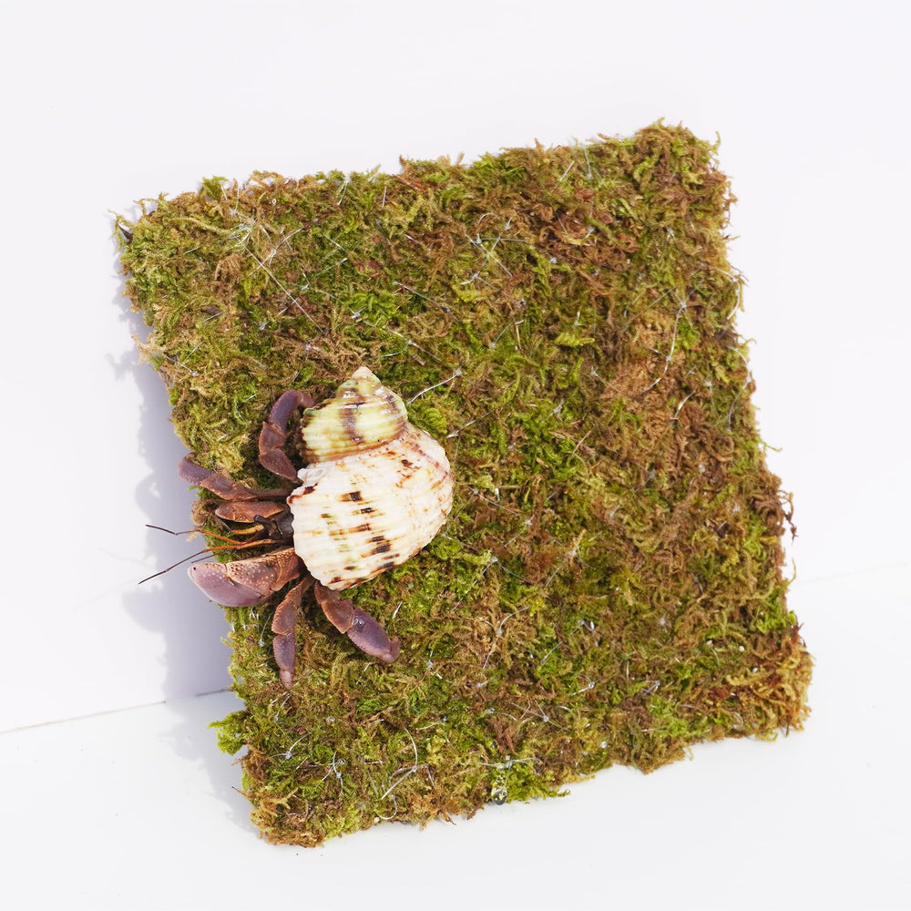 Begeterday 6 Inch Hermit Crab Climbing Wall in tank showcases natural moss appeal