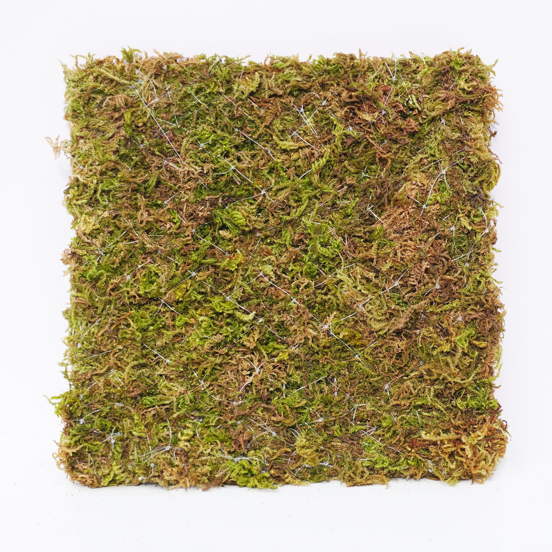 Begeterday 6 Inch Hermit Crab Climbing Wall moisture-holding moss supports humidity