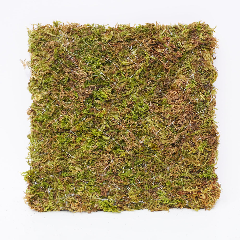 Begeterday 6 Inch Hermit Crab Climbing Wall moisture-holding moss supports humidity