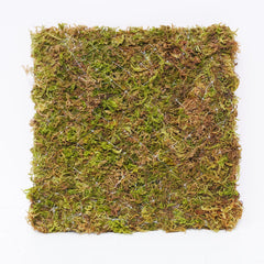 Begeterday 6 Inch Hermit Crab Climbing Wall moisture-holding moss supports humidity