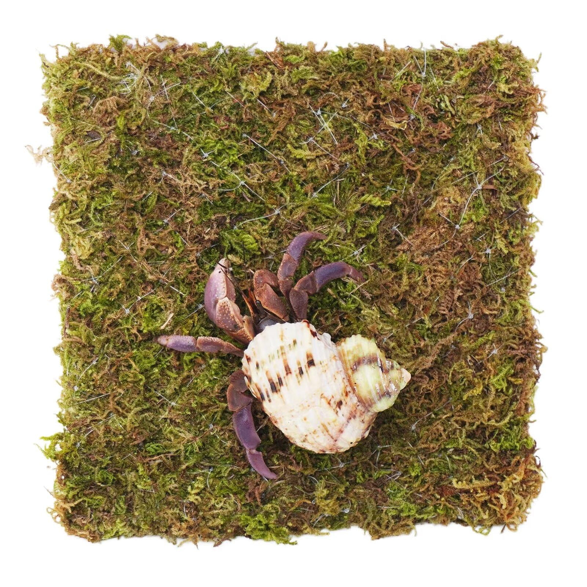 Begeterday 6 Inch Hermit Crab Climbing Wall moss close-up highlights natural texture and moisture retention