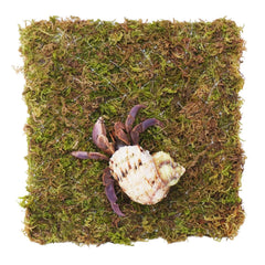 Begeterday 6 Inch Hermit Crab Climbing Wall moss close-up highlights natural texture and moisture retention