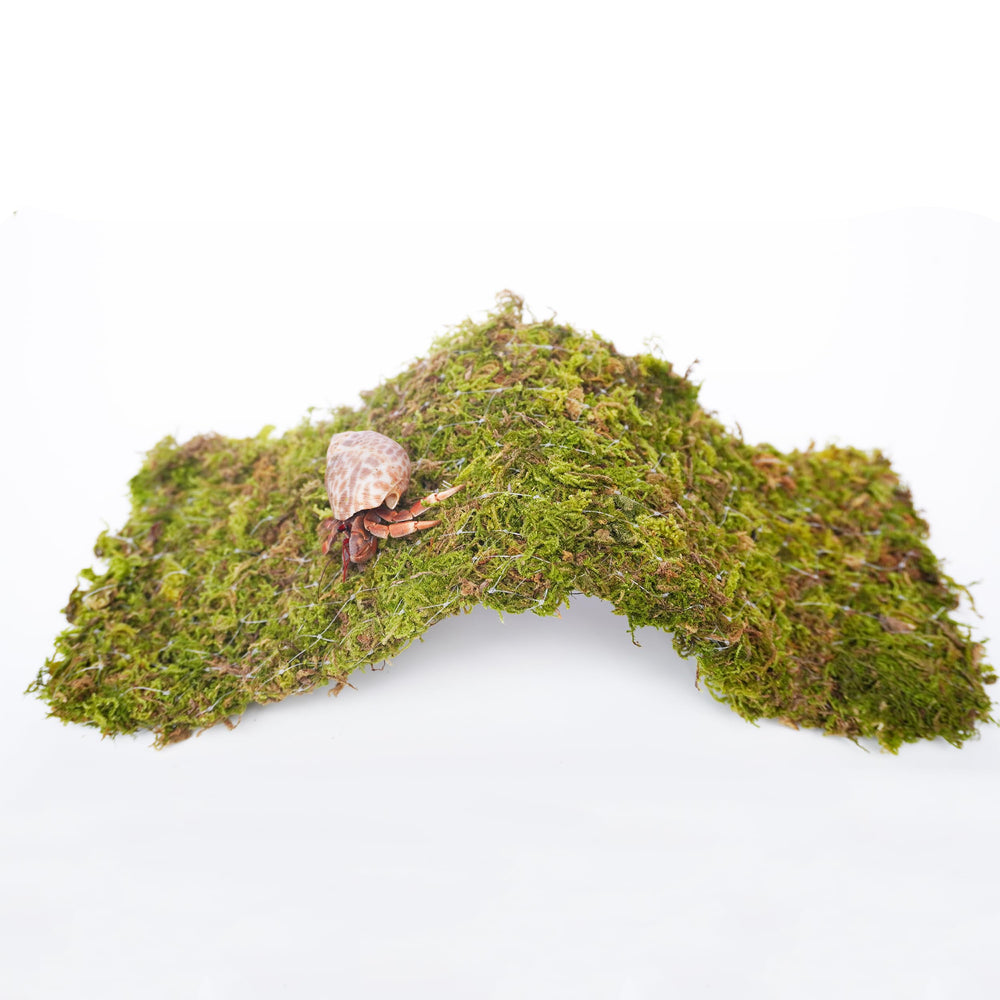 Begeterday Hermit Crab Climbing Bridge galvanized frame provides sturdy support