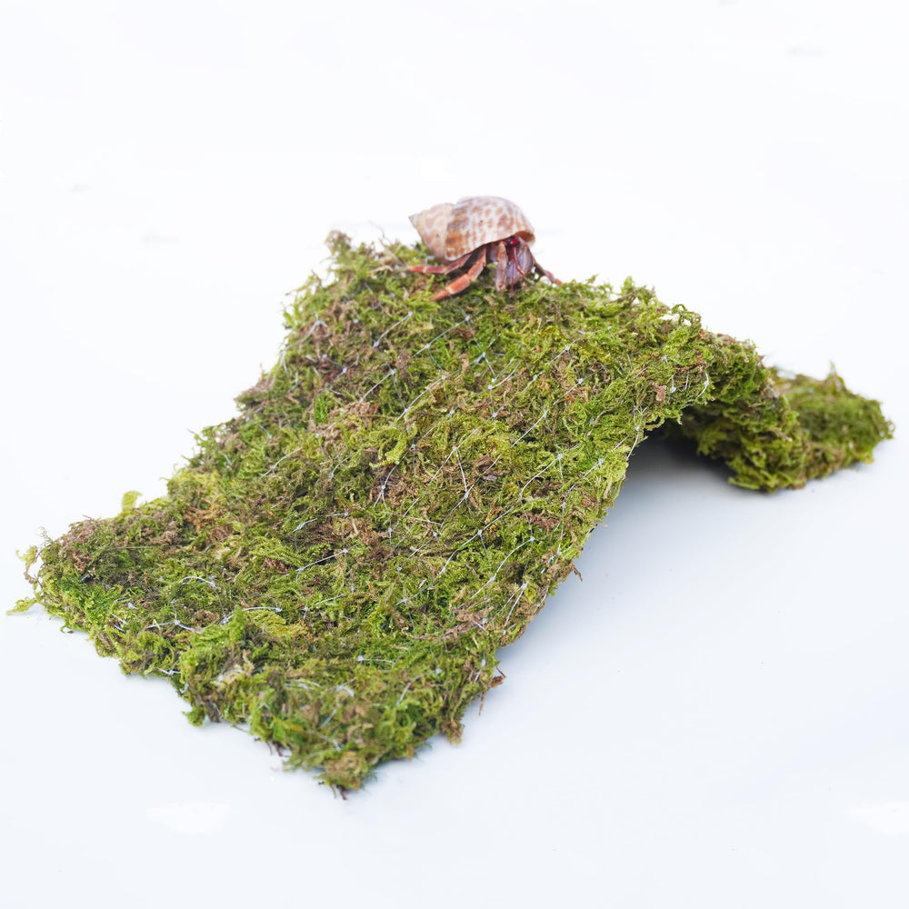 Begeterday Hermit Crab Climbing Bridge in-tank use encourages exploration and shelter