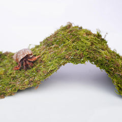 Begeterday moss-covered bridge close-up highlighting moisture retention for hermit crabs