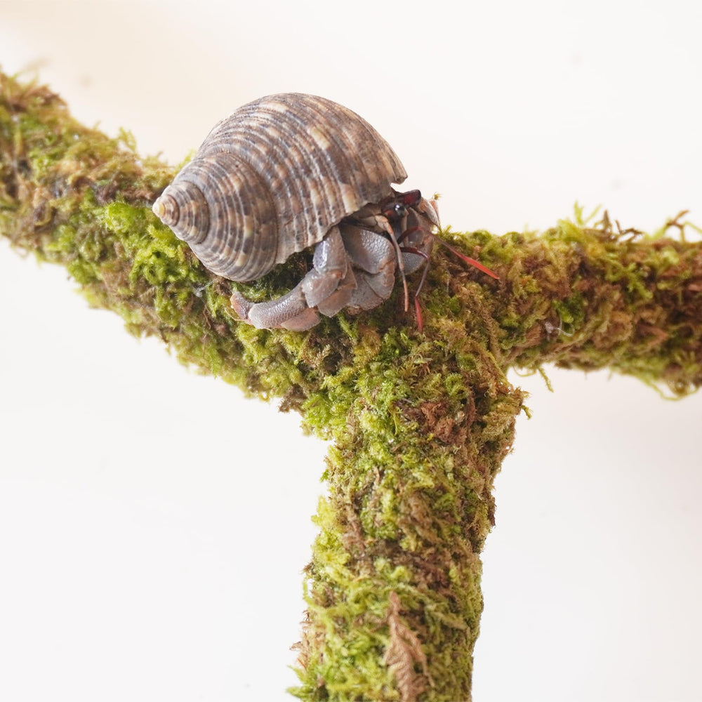 Begeterday habitat moss pole in tank setup promoting climbing activity