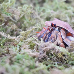 Begeterday hermit crab moss close-up emphasizes natural, dye-free material for safe habitat