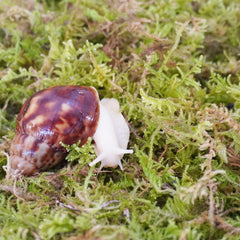 Begeterday snail enclosure humidity - natural moss enhancing terrarium moisture balance