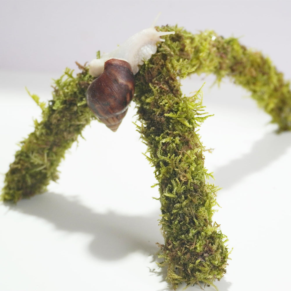 Begeterday snail moss pole forest-moss materials promote natural moisture