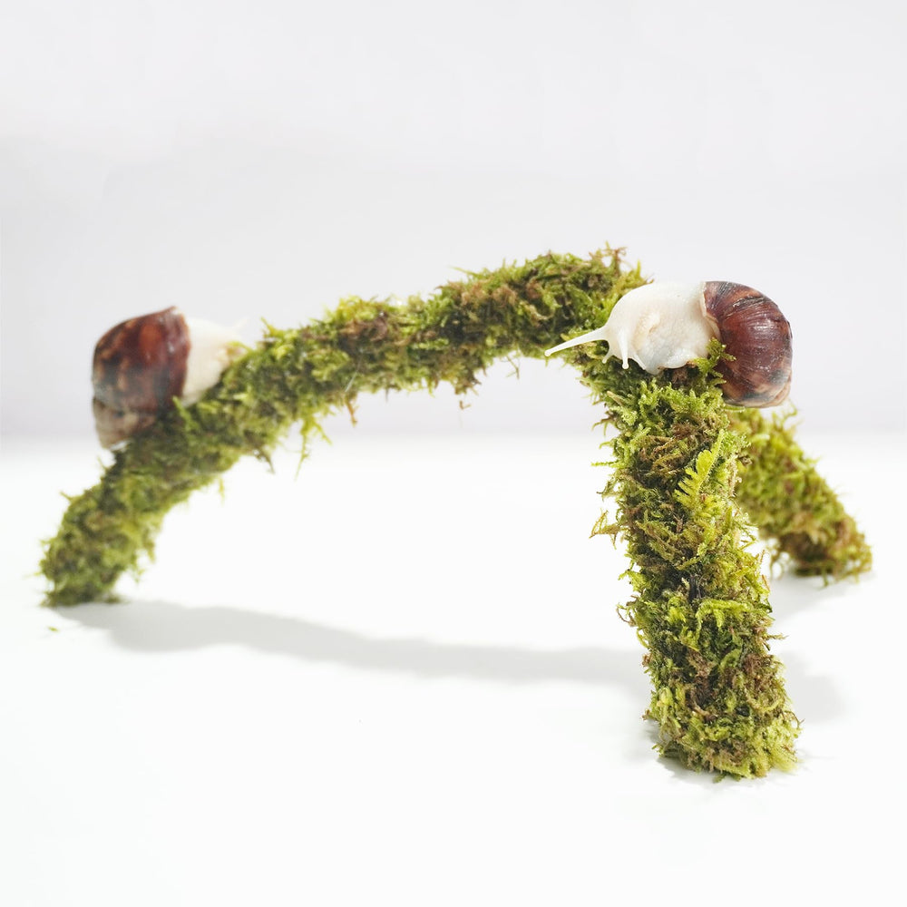 Begeterday snail moss pole in use showing terrarium enrichment