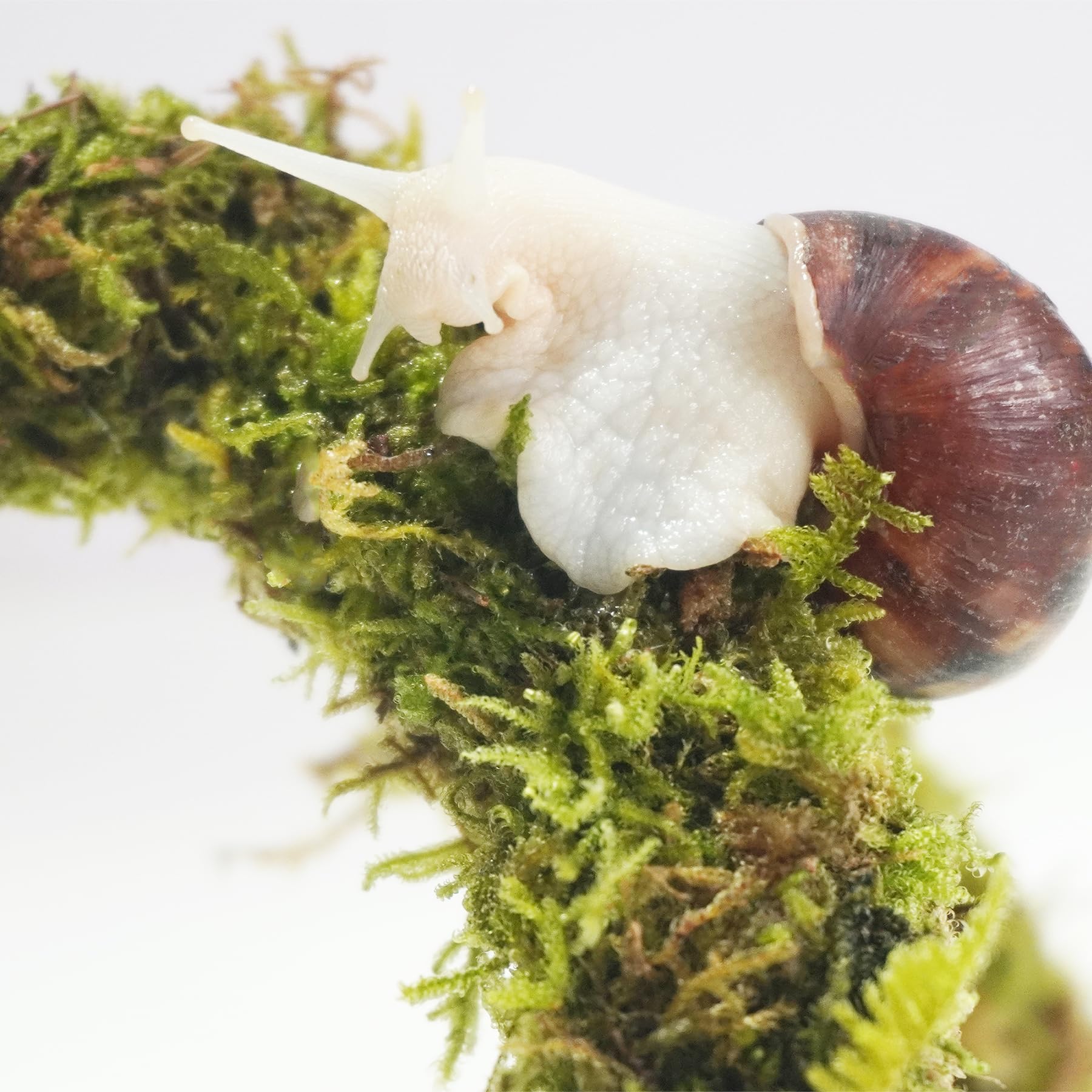 Begeterday snail terrarium accessory highlights moss texture and humidity support
