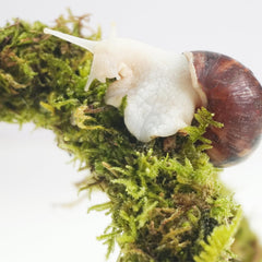 Begeterday snail terrarium accessory highlights moss texture and humidity support