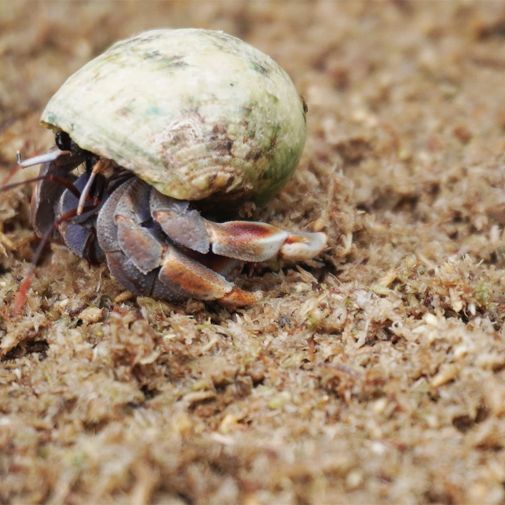 Begeterday substrate burrowing-molting mix enhances digging for hermit crabs.