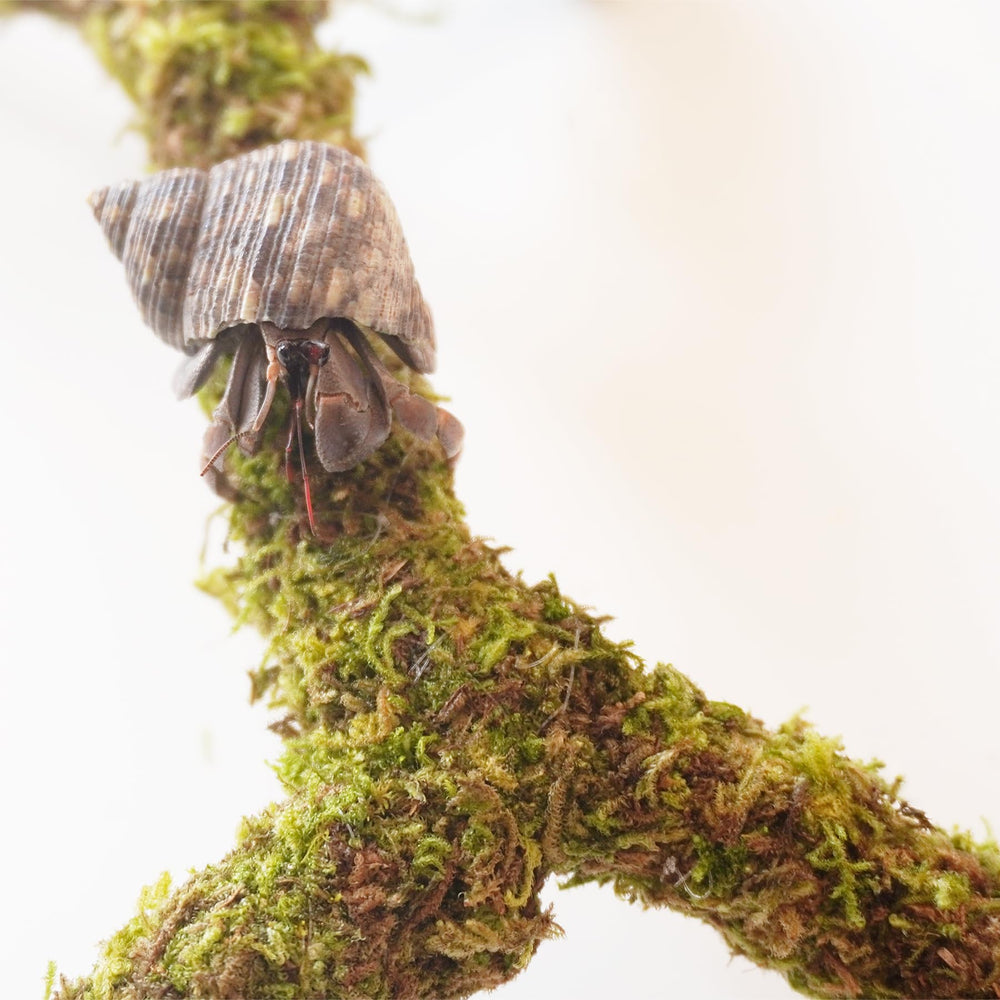 Begeterday tank setup featuring moss pole with hermit crabs